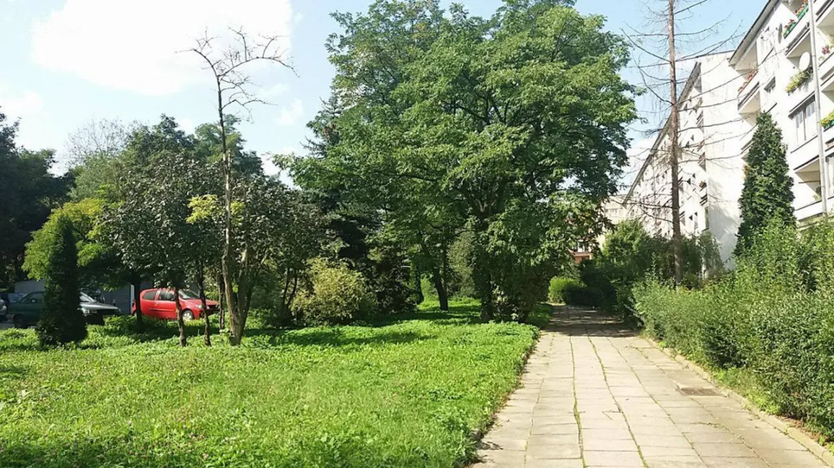 Mieszkańcy obawiają się wycinki drzew. Spółdzielnia: wytniemy tylko chore rośliny