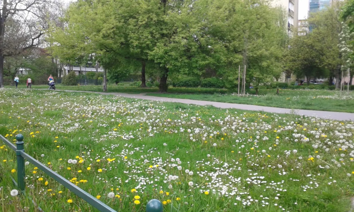 Tym razem działkę w parku Młynówka Królewska zasiedziało... miasto