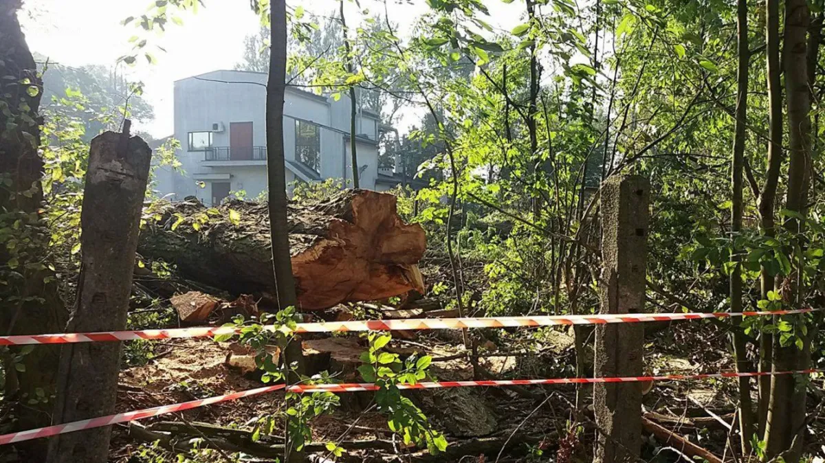 Wycinka drzew na Grzegórzkach. "Są chore i zagrażają m.in. linii wysokiego napięcia"