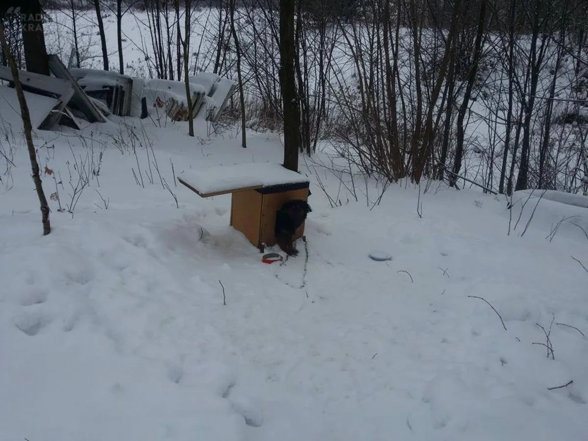 Dzielnicowi z Tarnowa interweniowali ws. psów trzymanych w nieludzkich warunkach