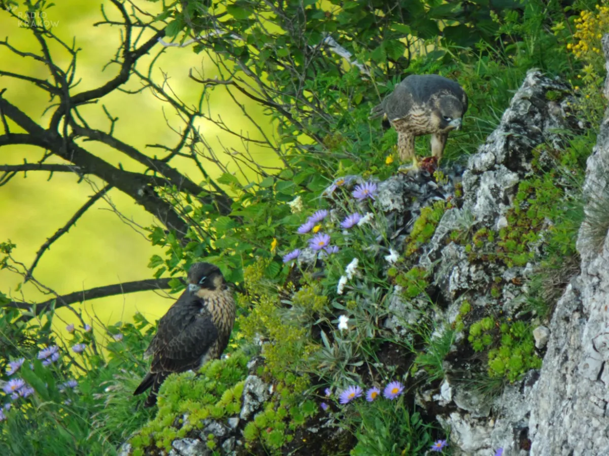 Pieniński Park Narodowy skupuje ziemię. Pozyskano już 24 hektary gruntów od prywatnych właścicieli