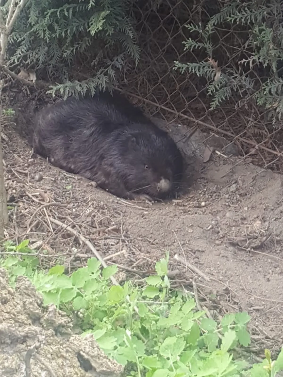 Interwencja z bobrem w roli głównej
