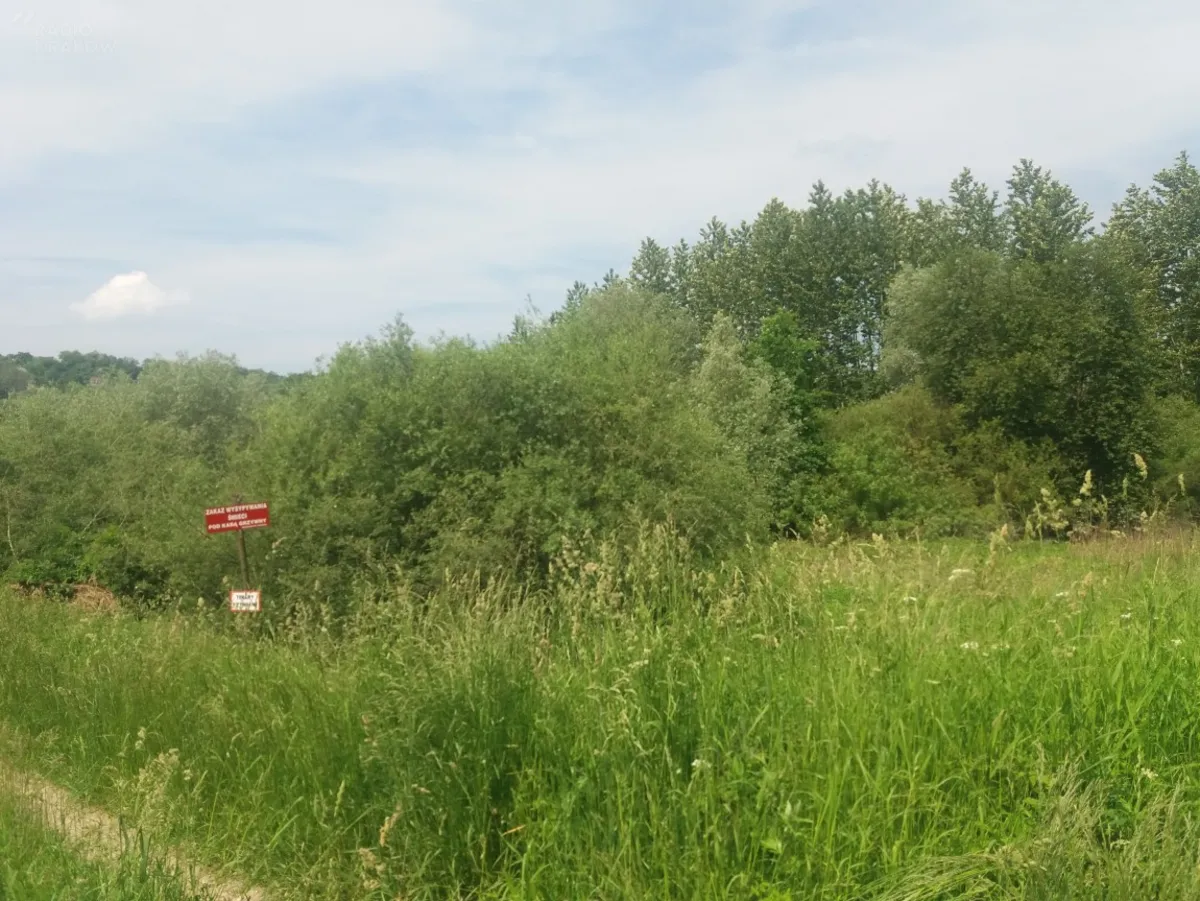 Wały w Tuchowie zostaną wreszcie wykoszone. Za późno?