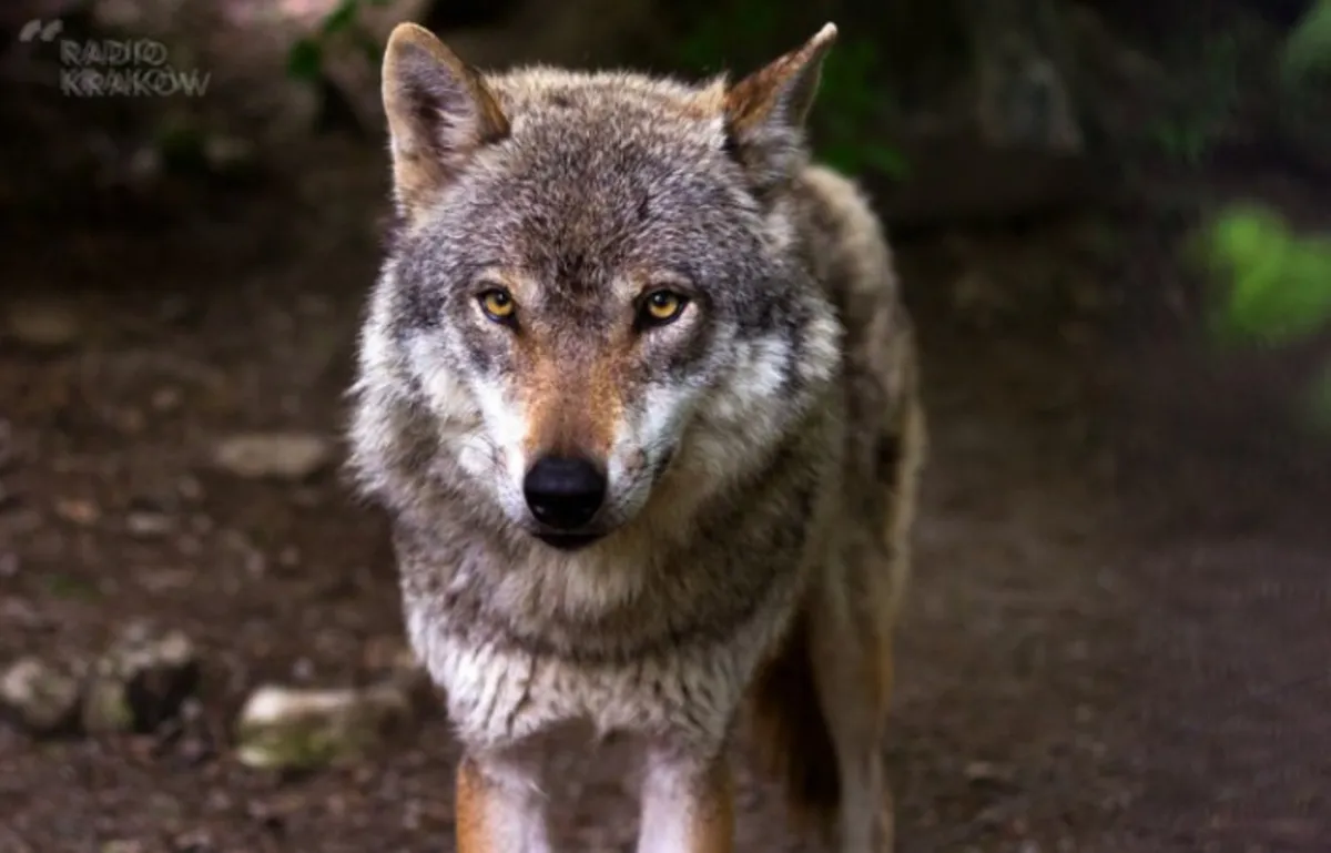Wilki coraz śmielej poczynają sobie w powiecie gorlickim