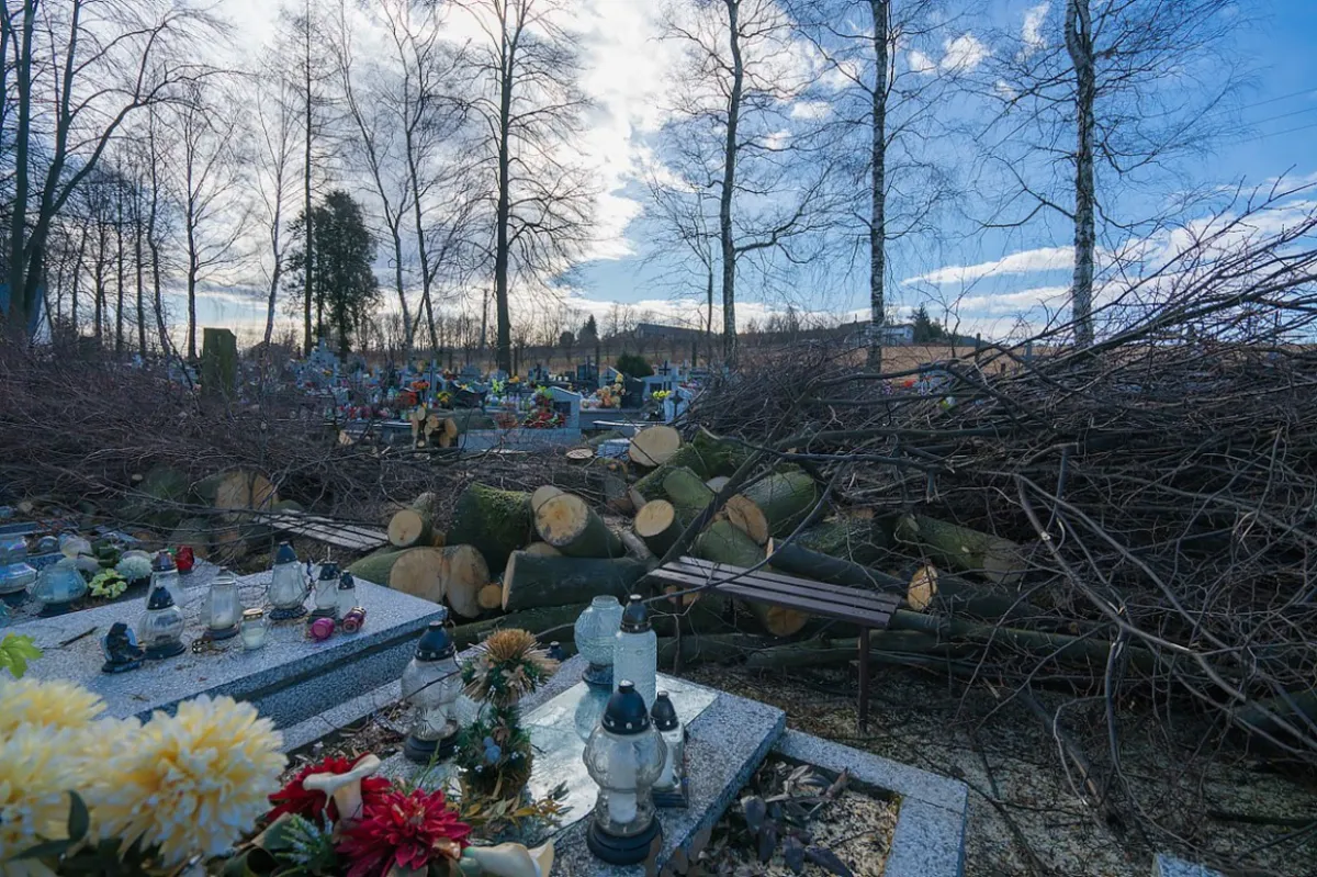 Na cmentarzu w Marcinkowicach koło Nowego Sącza trwa wycinka drzew