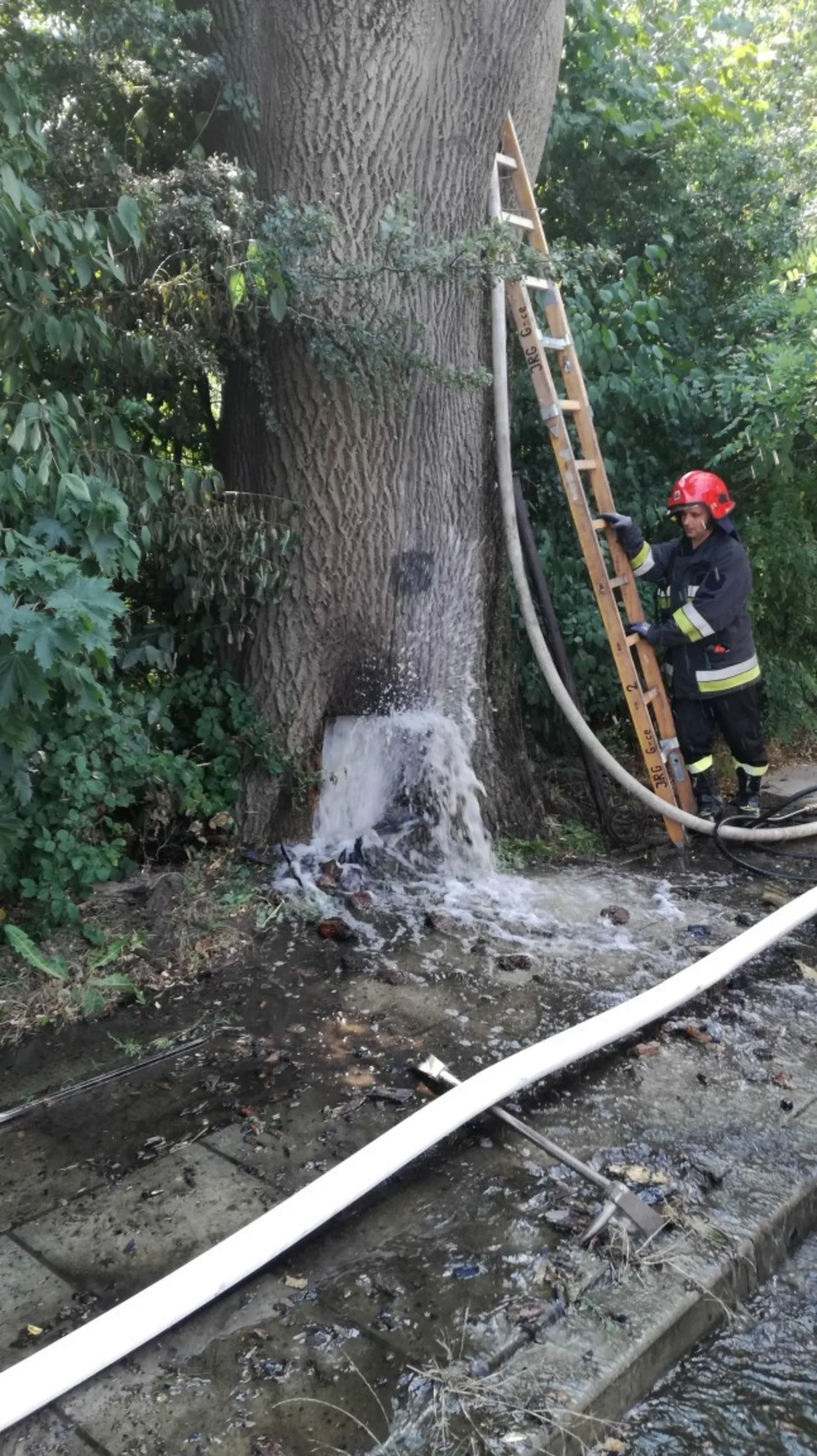 Gorlice: nieznani sprawcy podpalili pomnik przyrody