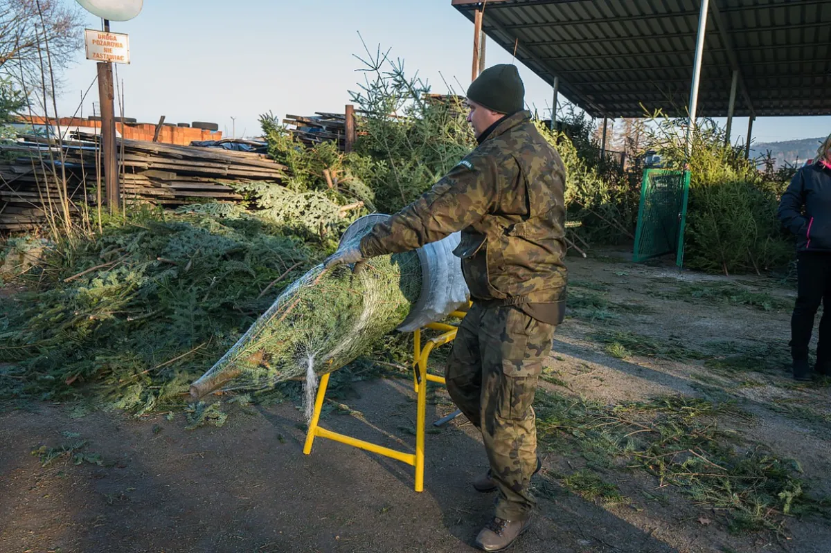 Zarząd Zieleni Miejskiej zakończył zbieranie świątecznych choinek