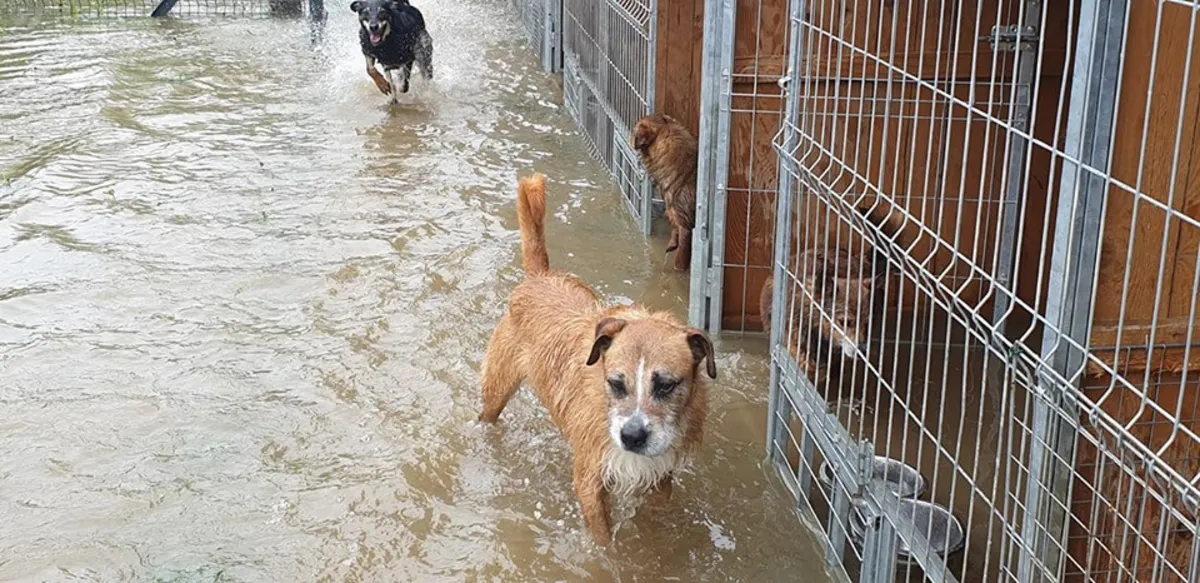 Apel KTOZ o pomoc dla psów z zalanego schroniska dla zwierząt