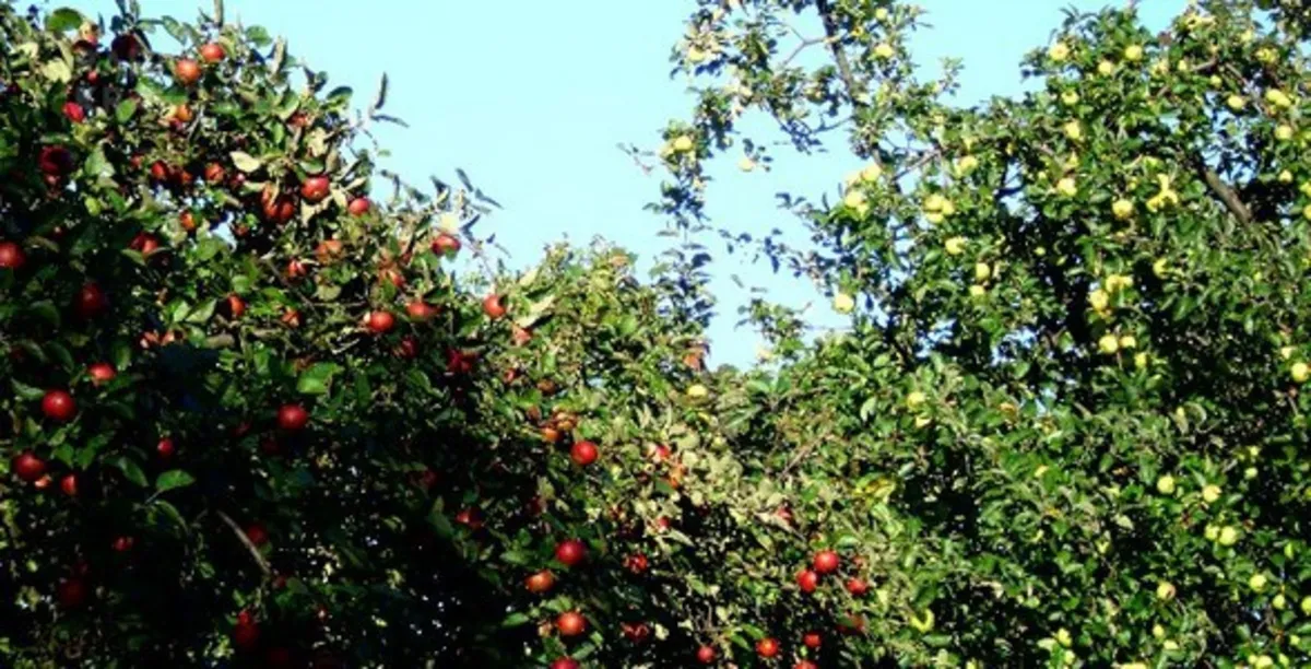 Jabłkobranie