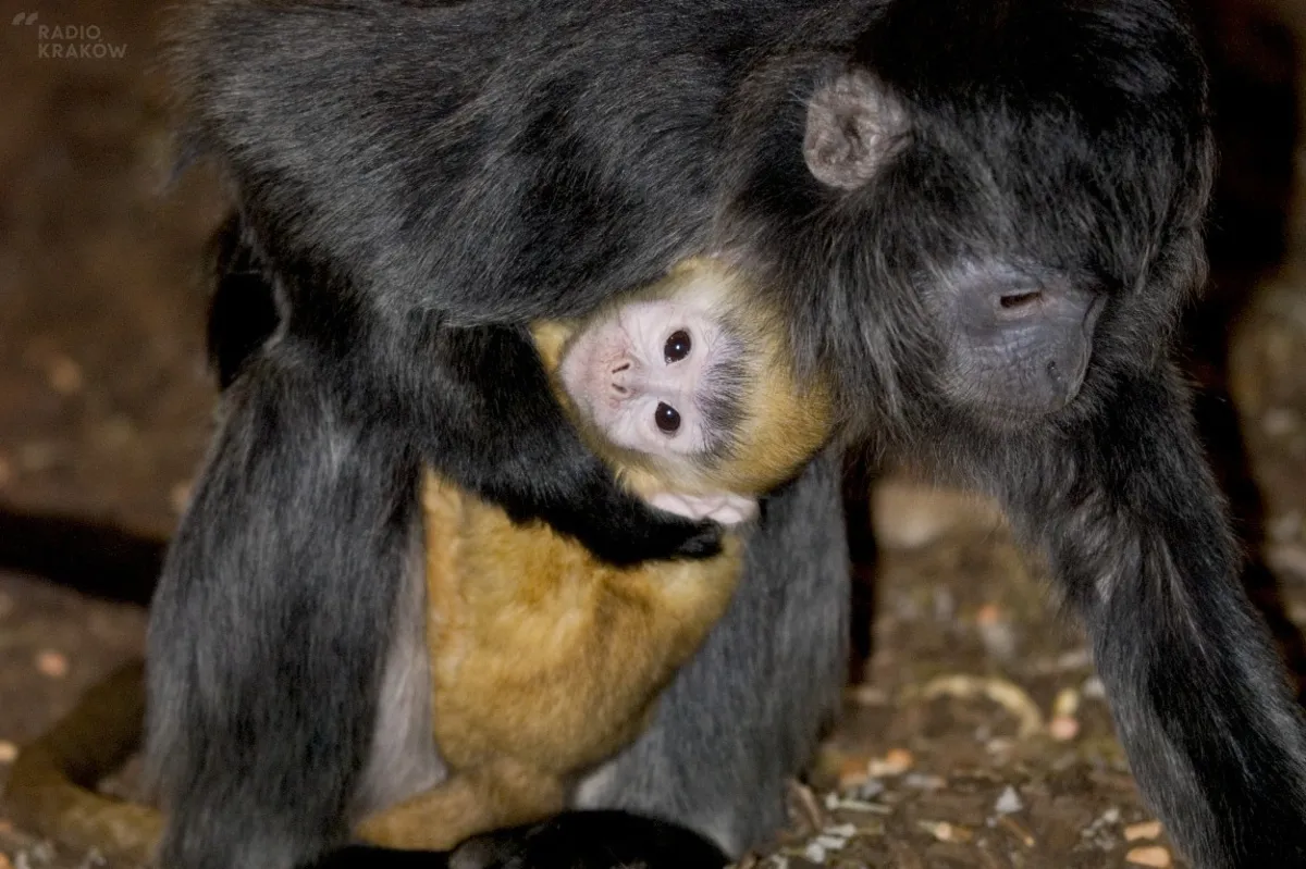 W krakowskim ZOO rozpoczął się baby boom. ZDJĘCIA