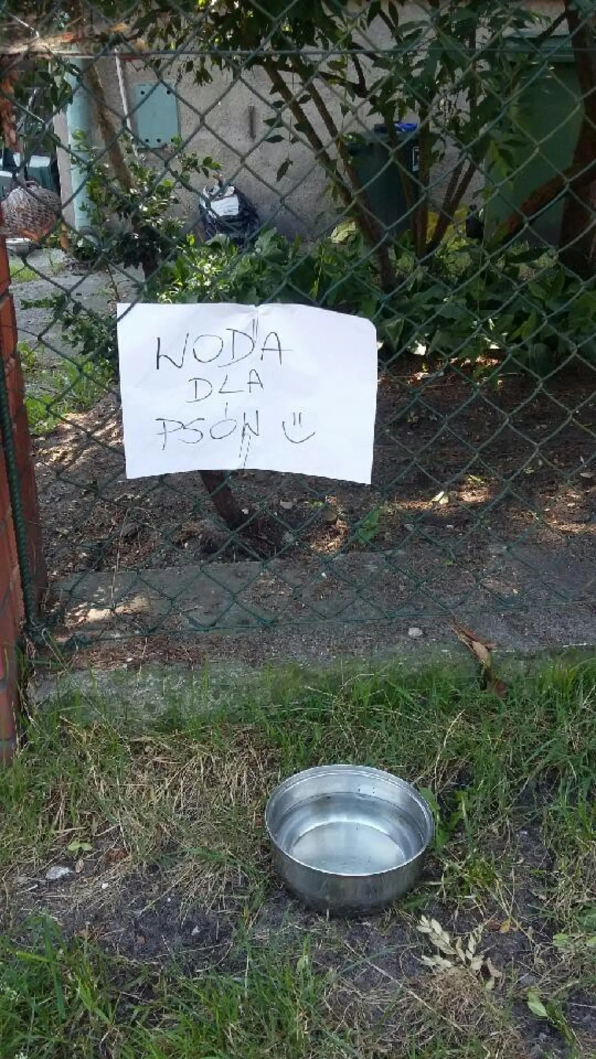 W upały pomóżmy zwierzakom
