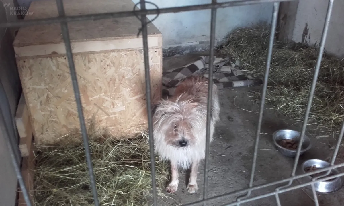 Pieskie życie zmieniamy na dobre: Szoszon wypatruje nowego domu