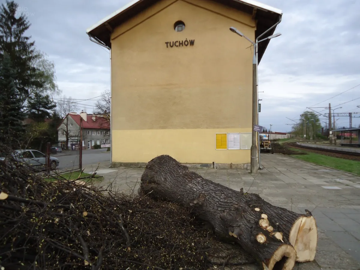 Tuchów: kto wydał zgodę na wycinkę pomników przyrody?