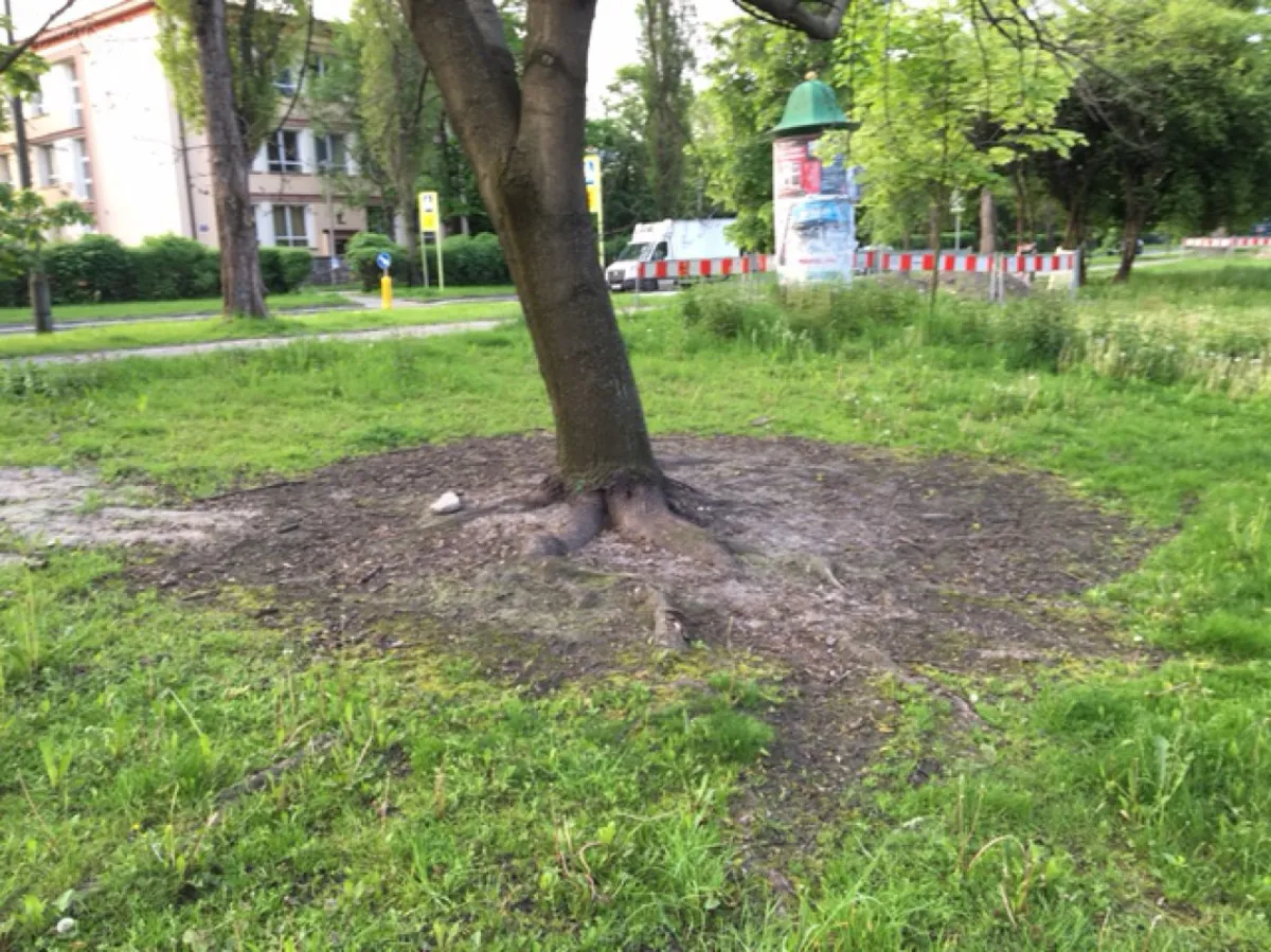 "Kto i dlaczego truje drzewa przy ulicy Kijowskiej?"