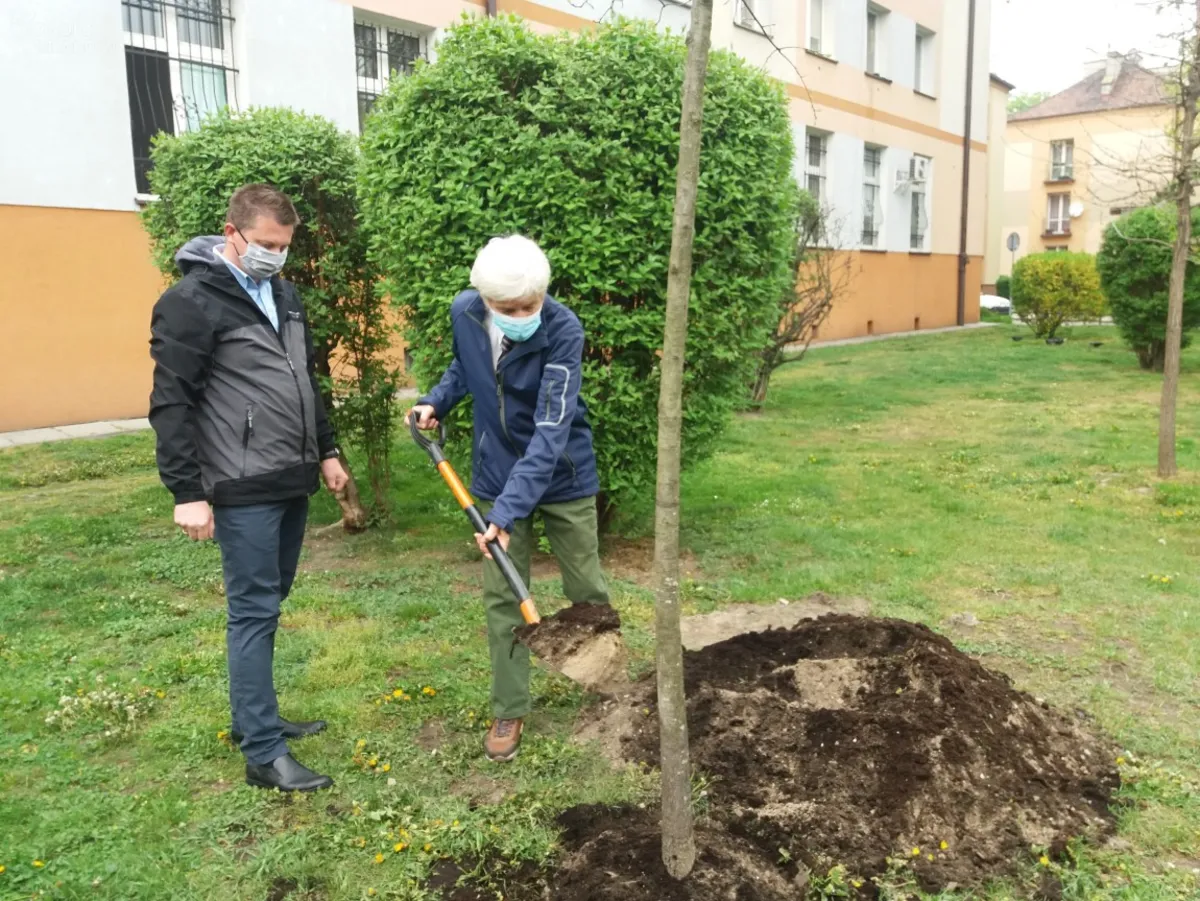 Kolejny dąb pamięci na placu Więźniów KL Auschwitz w Tarnowie