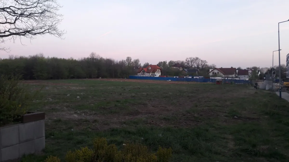 Znikające drzewa na ul. Piltza