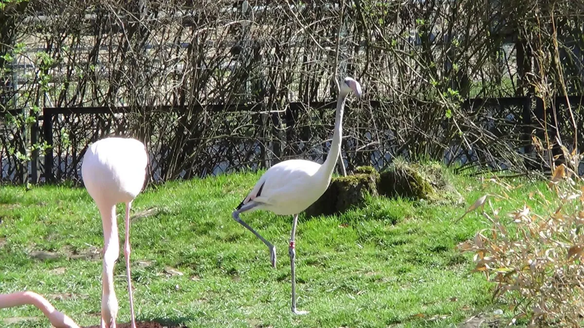 Zosia z krakowskiego ZOO ma już 9 miesięcy. Wychowali ją pracownicy ogrodu