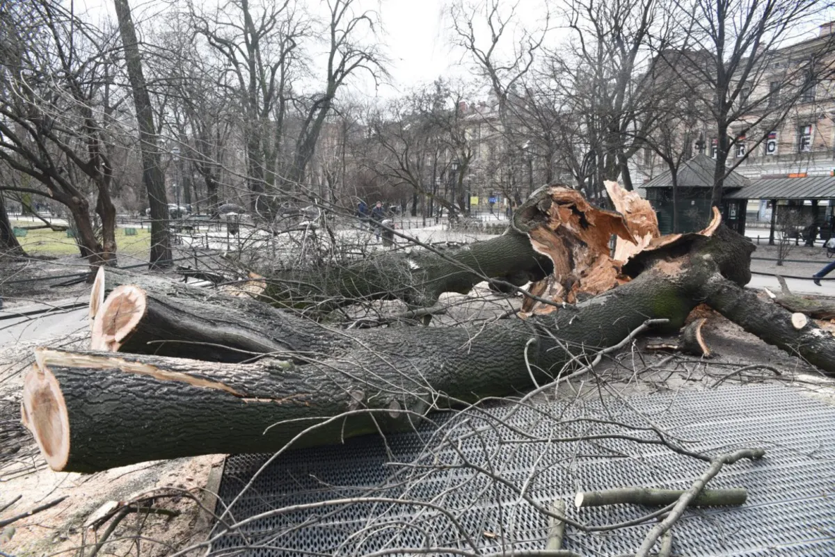 Przybywa interwencji na skutek silnych wiatrów