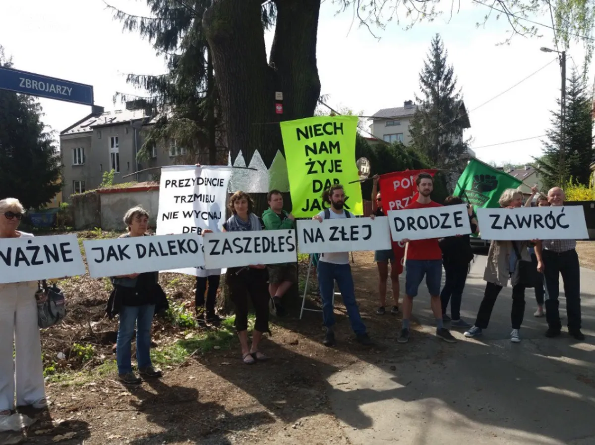 Aktywiści i mieszkańcy bronią starego dębu, który rośnie na środku planowanej trasy Łagiewnickiej