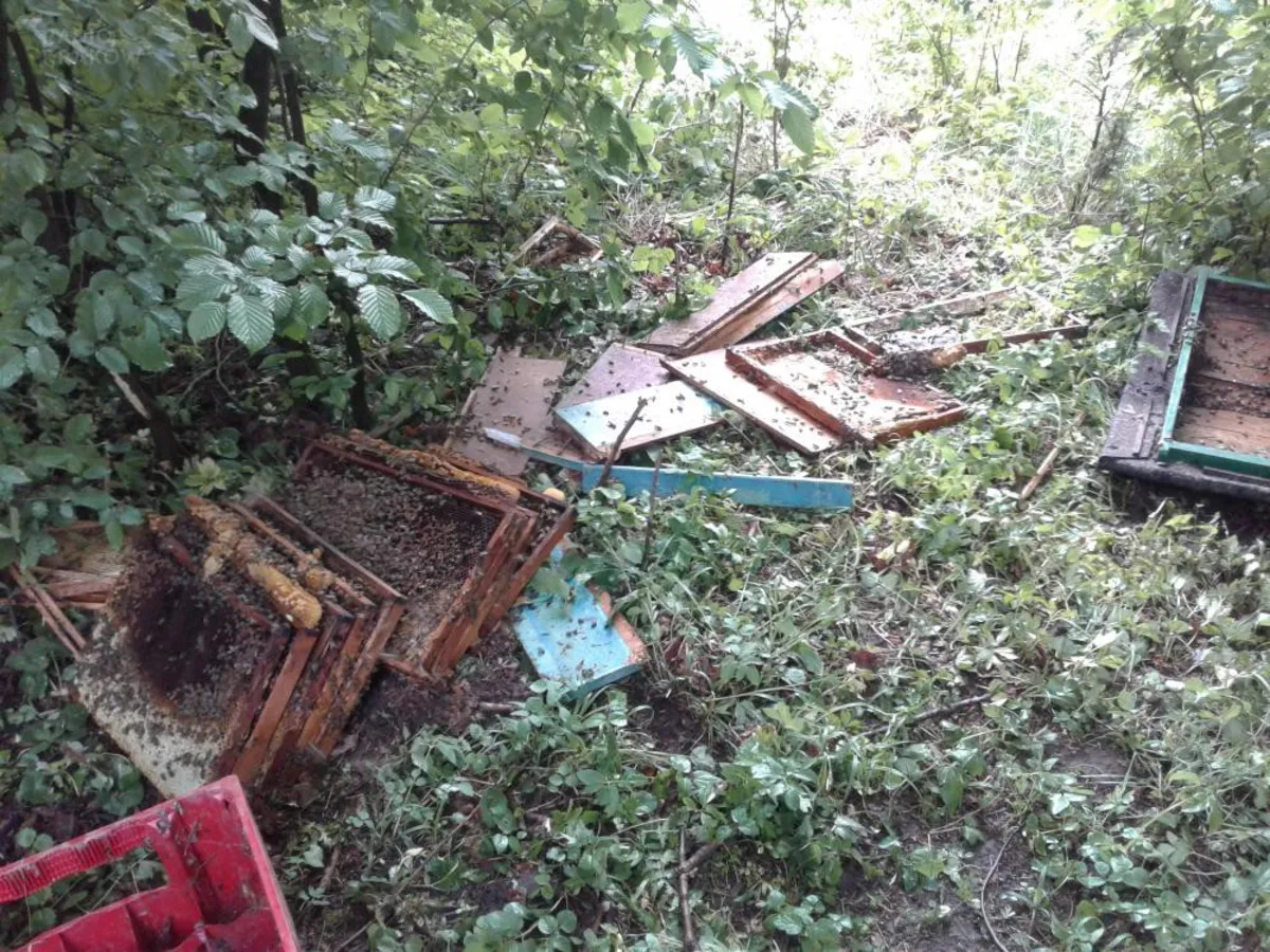 W okolicach Lubnia i Myślenic pojawił się niedźwiedź