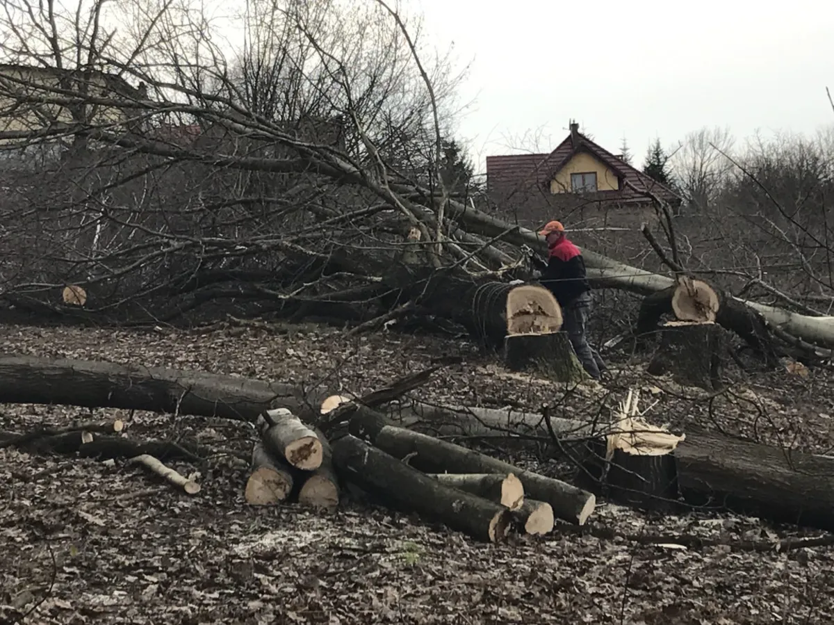 Czy nowelizacja ustawy o ochronie środowiska zahamuje masową wycinkę drzew?
