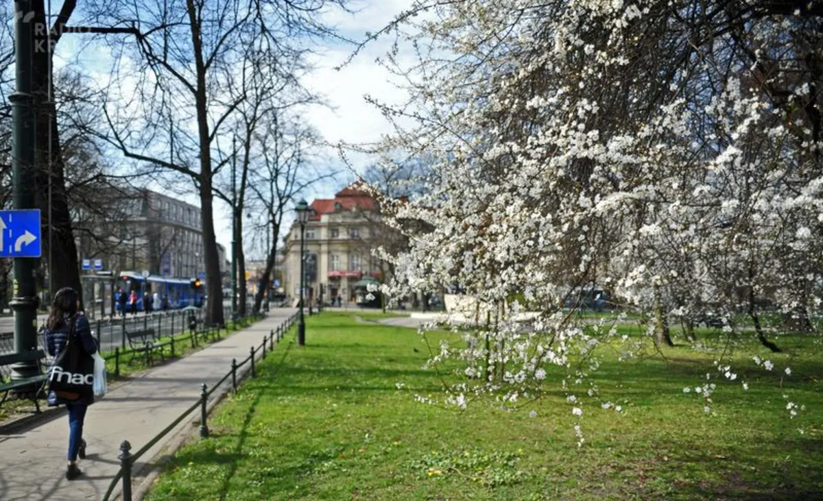 Drzewa i rośliny na krakowskich Plantach policzone. Są w dobrej kondycji 