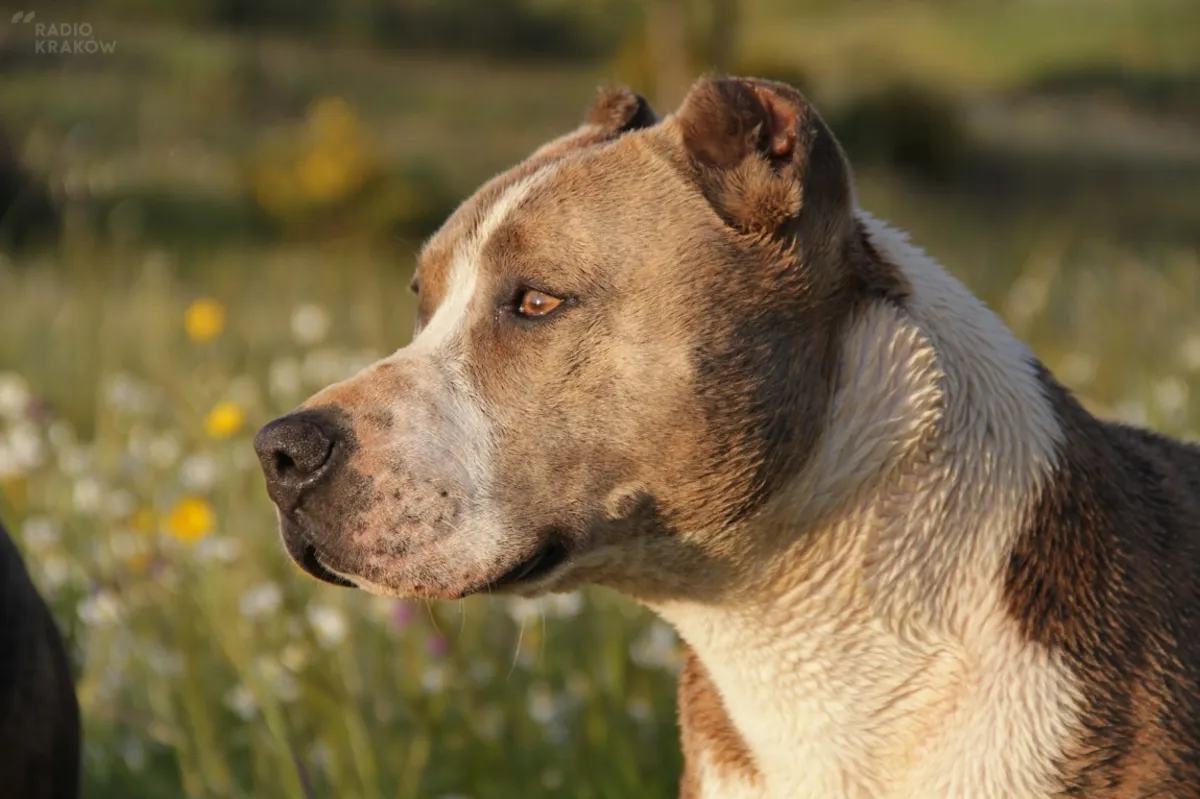Prokuratura bada sprawę agresywnego pitbulla