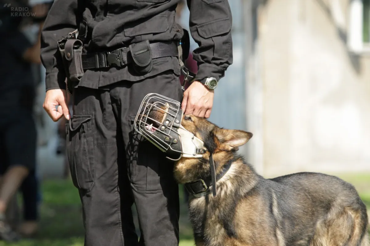 Policyjne psy tropiąco-patrolujące gotowe na Światowe Dni Młodzieży w Krakowie