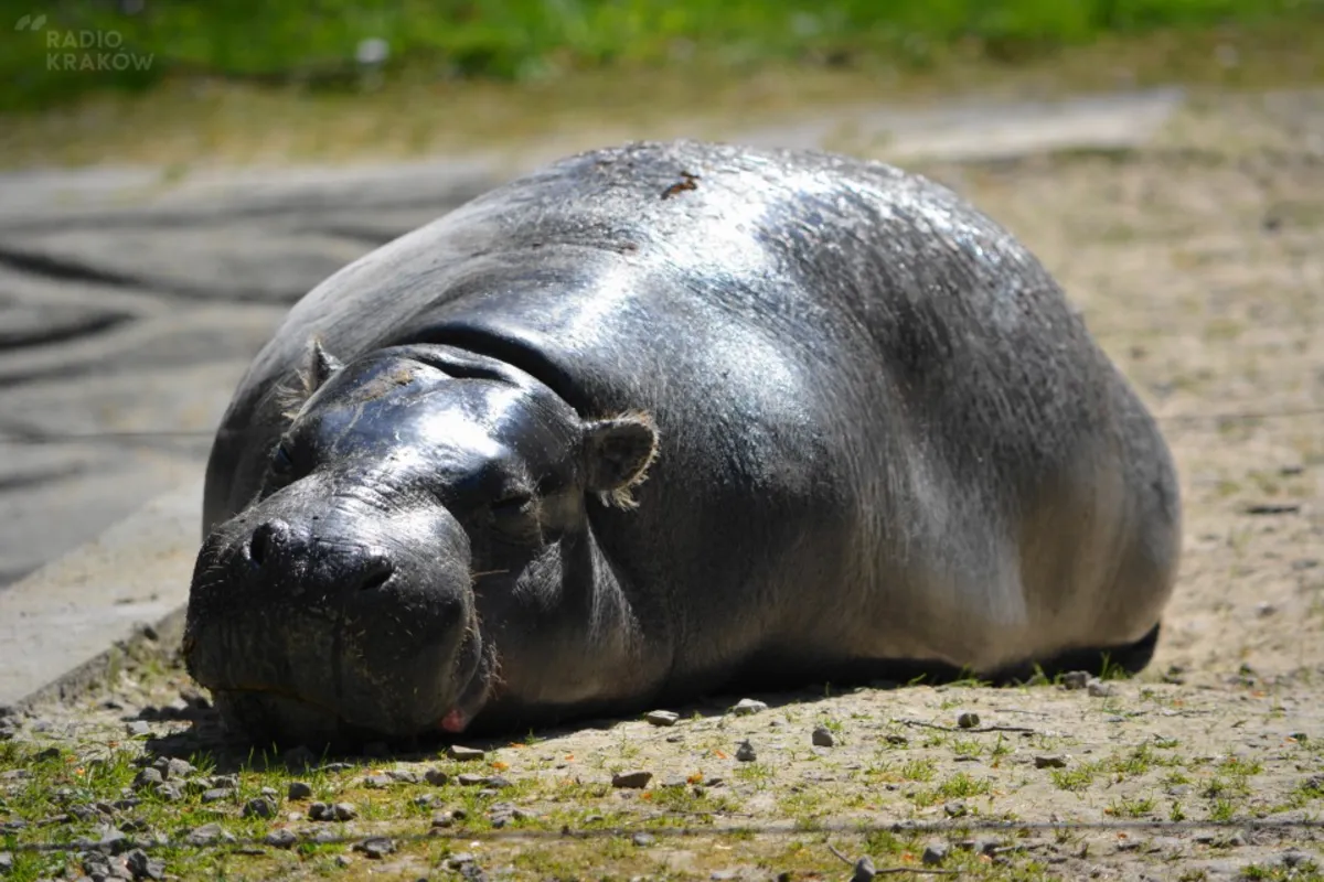 Krakowski ogród zoologiczny za darmo podczas Światowych Dni Młodzieży