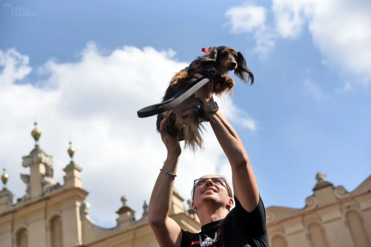 Kraków miastem jamników...