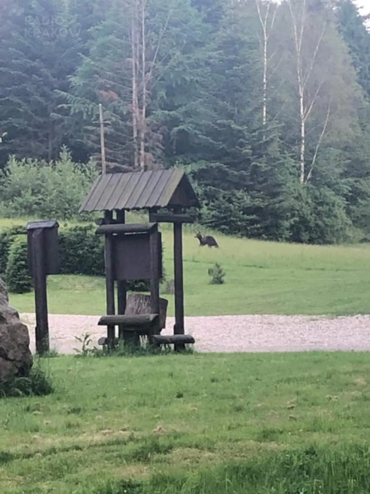 W Beskidzie Sądeckim widziano niedźwiedzia. Prawdopodobnie przywędrował ze Słowacji