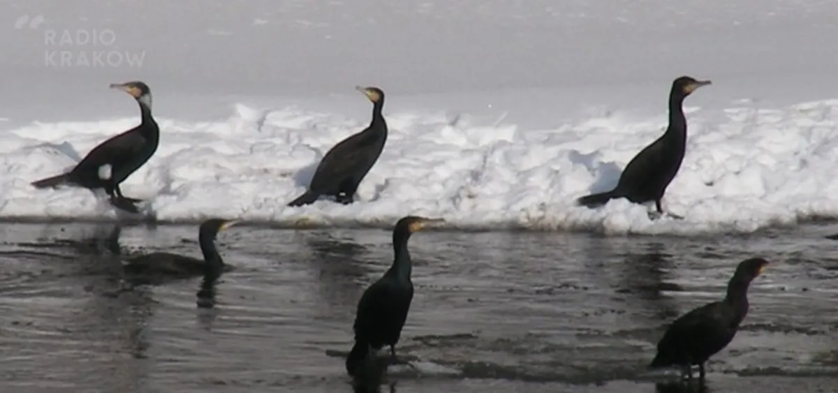 Kormoran czarny zagraża rybom w sądeckich rzekach