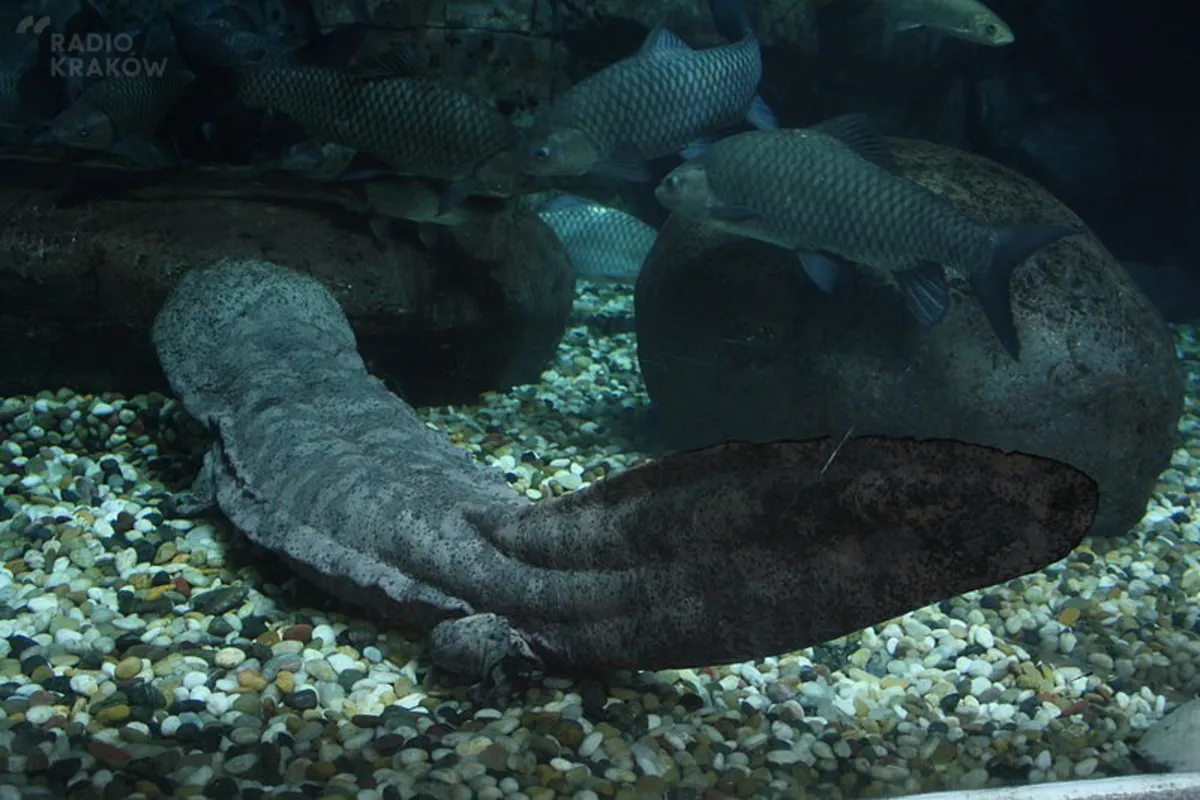 Nowi mieszkańcy krakowskiego zoo - salamandry chińskie