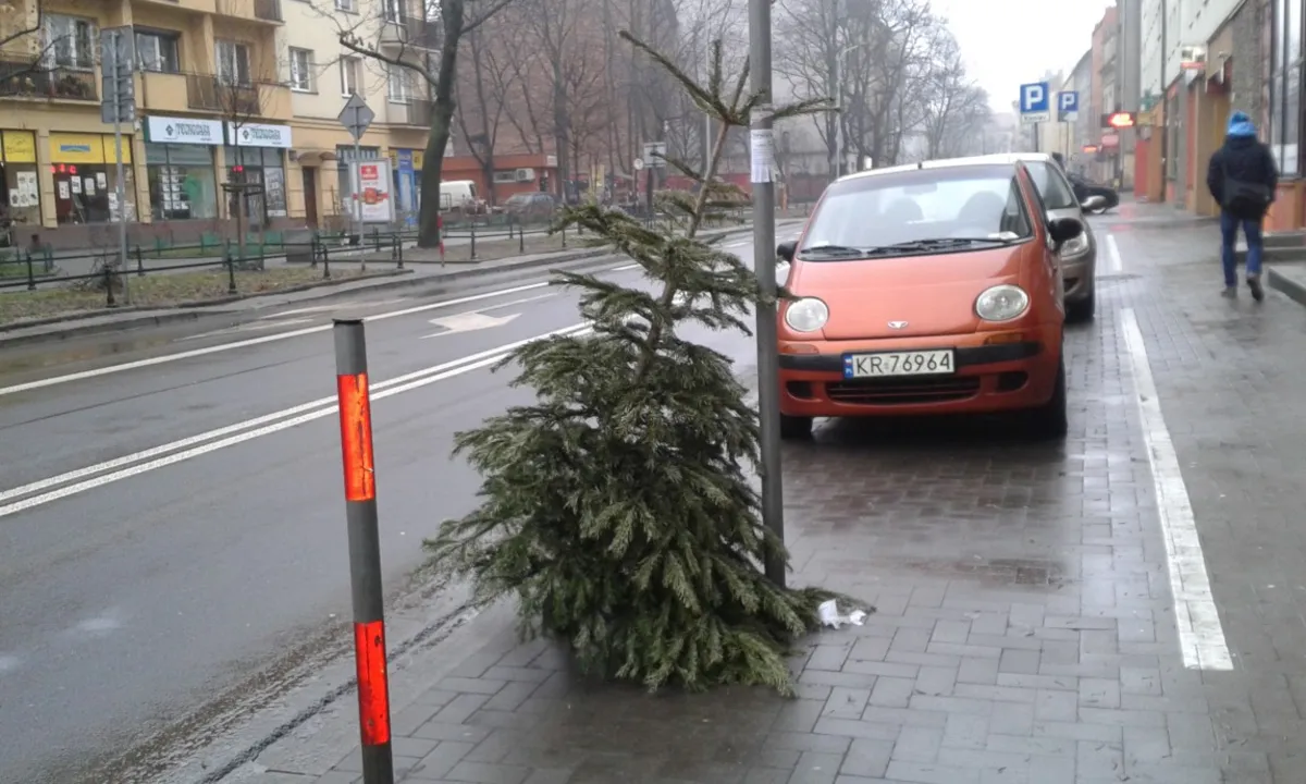 Co zrobić z bożonarodzeniowym drzewkiem? Można je oddać MPO lub zasadzić w Nowej Hucie