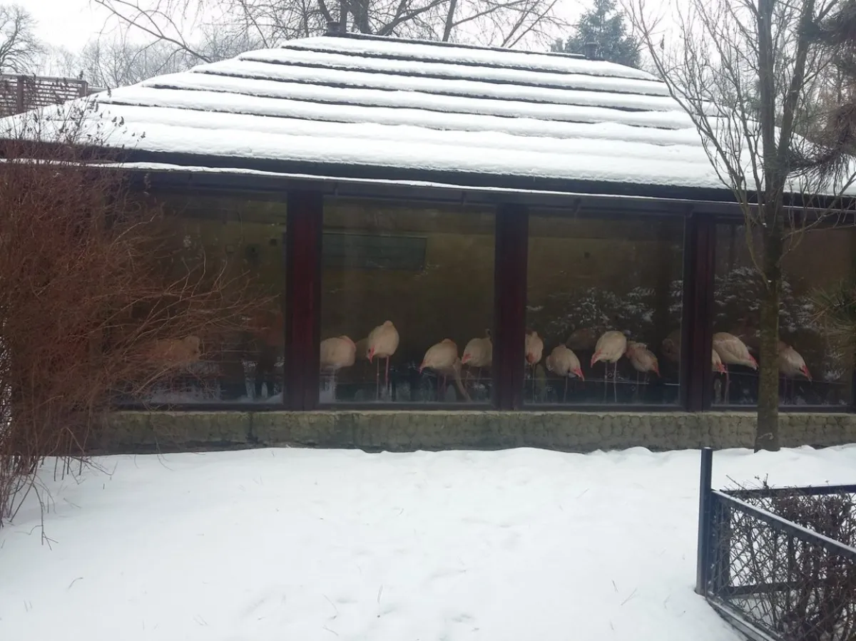 Ptaki z krakowskiego zoo schowano do pawilonów, by ochronić je przed ptasią grypą