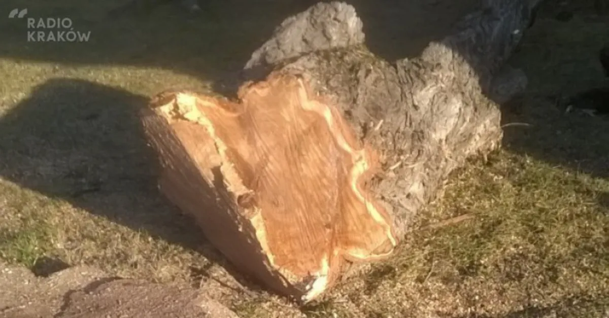 W Krakowie trwa masowa wycinka drzew po wprowadzeniu nowej ustawy o ochronie przyrody
