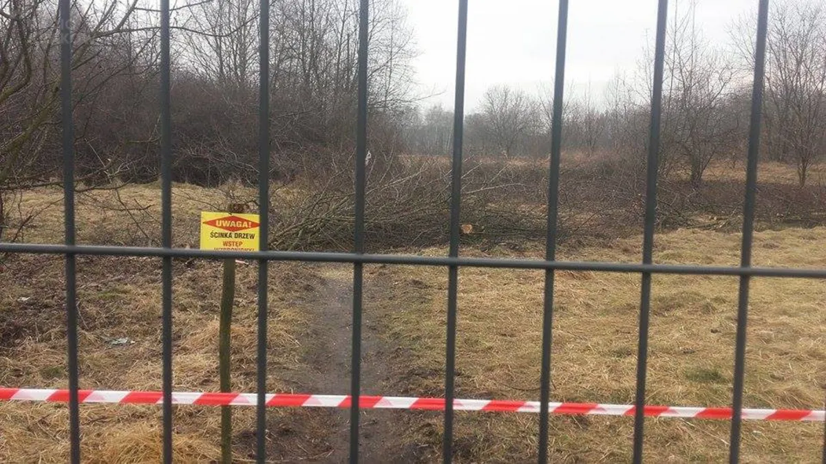 Deweloper nie ma jeszcze pozwolenia na budowę, ale już wyciął lasek w krakowskich Pychowicach