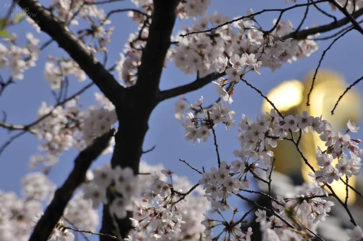 Południk Cafe: Sakura i hanami