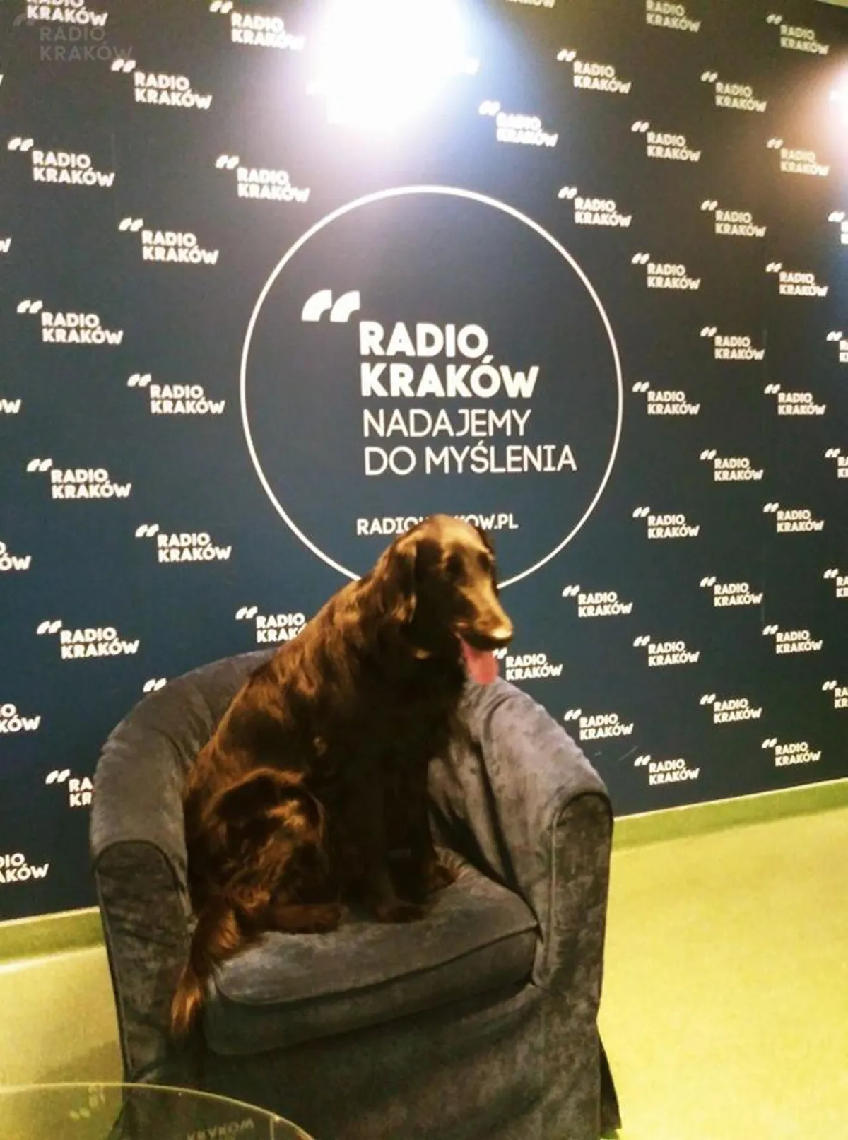 Psi skarb a psia natura