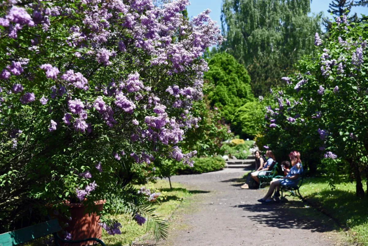 Co dalej z Ogrodem Botanicznym i terenami po Szpitalu Uniwersyteckim na Kopernika?