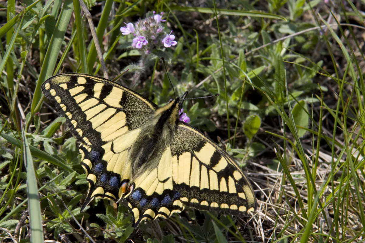 Raport WWF: degradacja środowiska i brak bioróżnorodności sprzyjają pandemiom