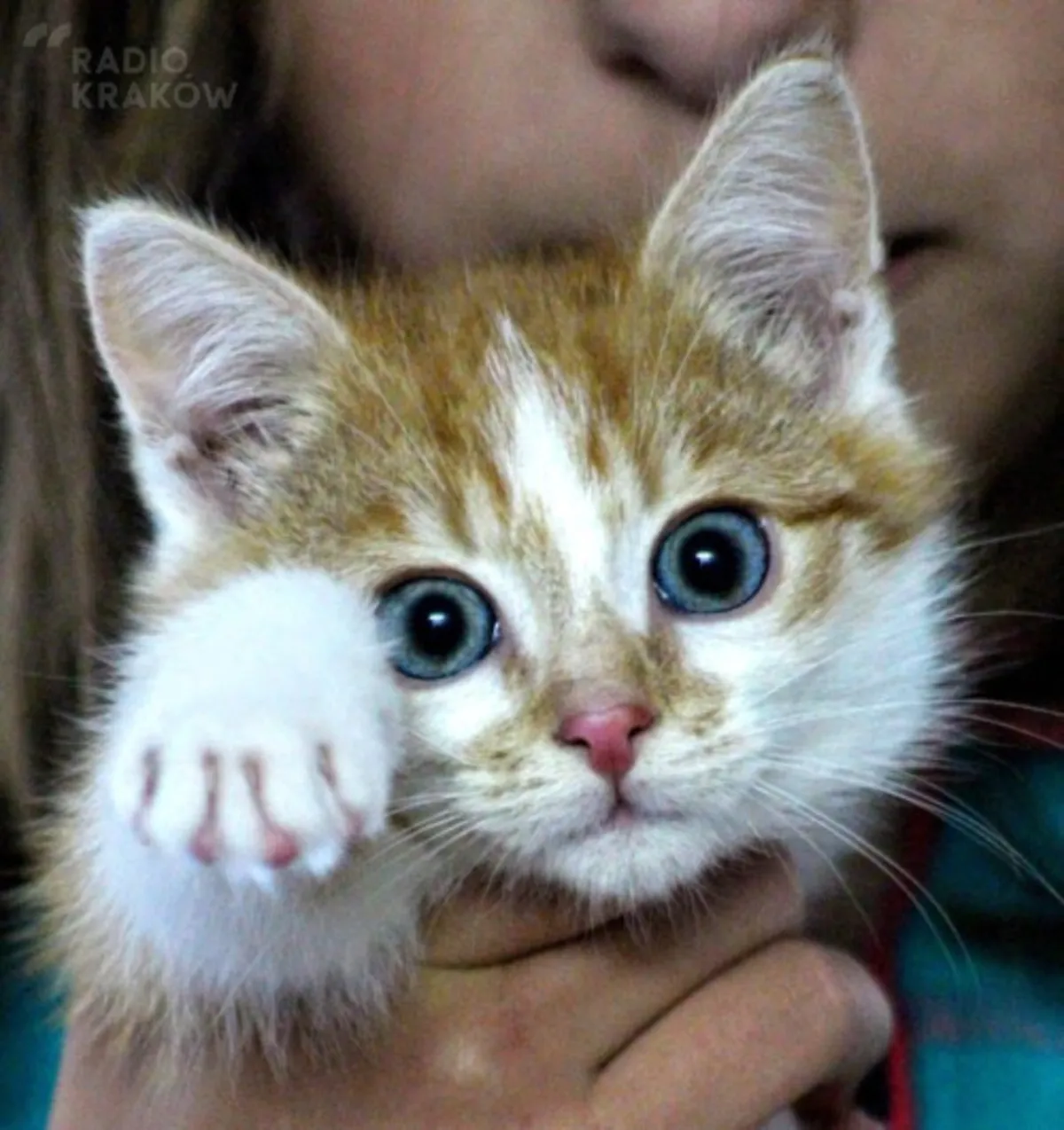 Weź kota z Szalom!