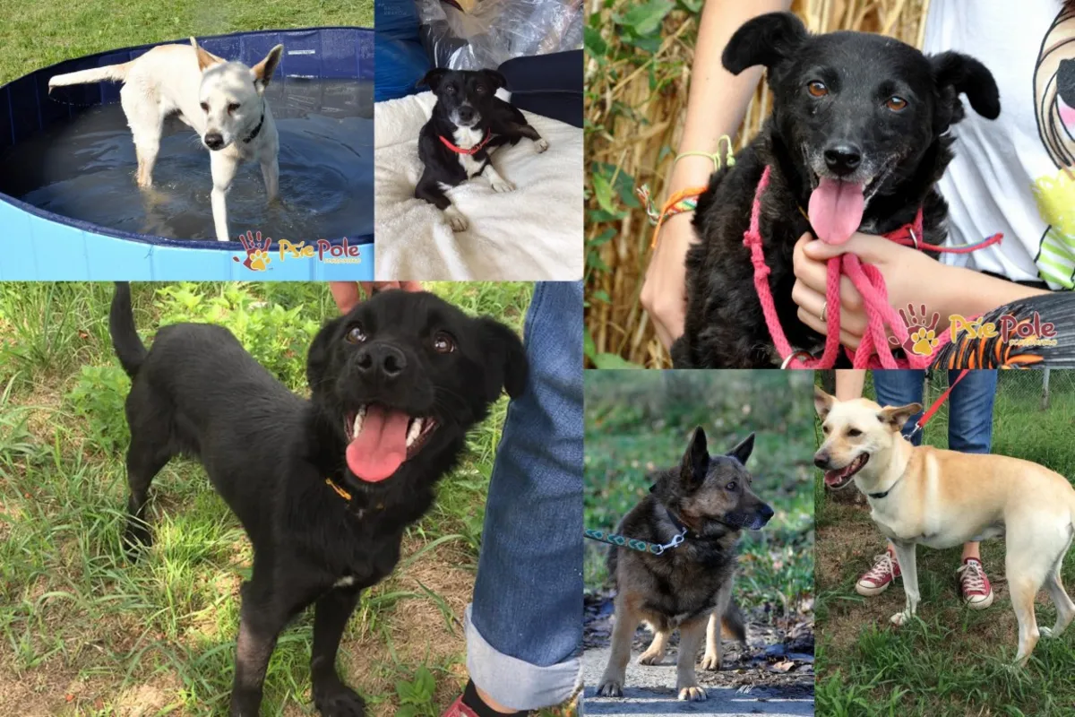 Osiem psów do adopcji w akcji Radia Kraków