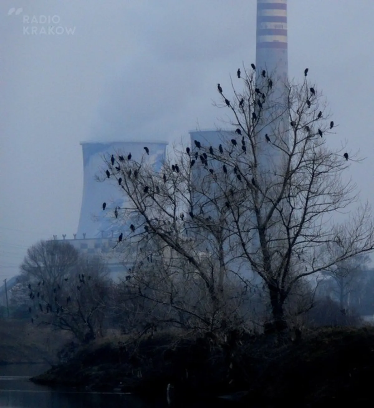 Kormorany pojawiły się w Nowej Hucie