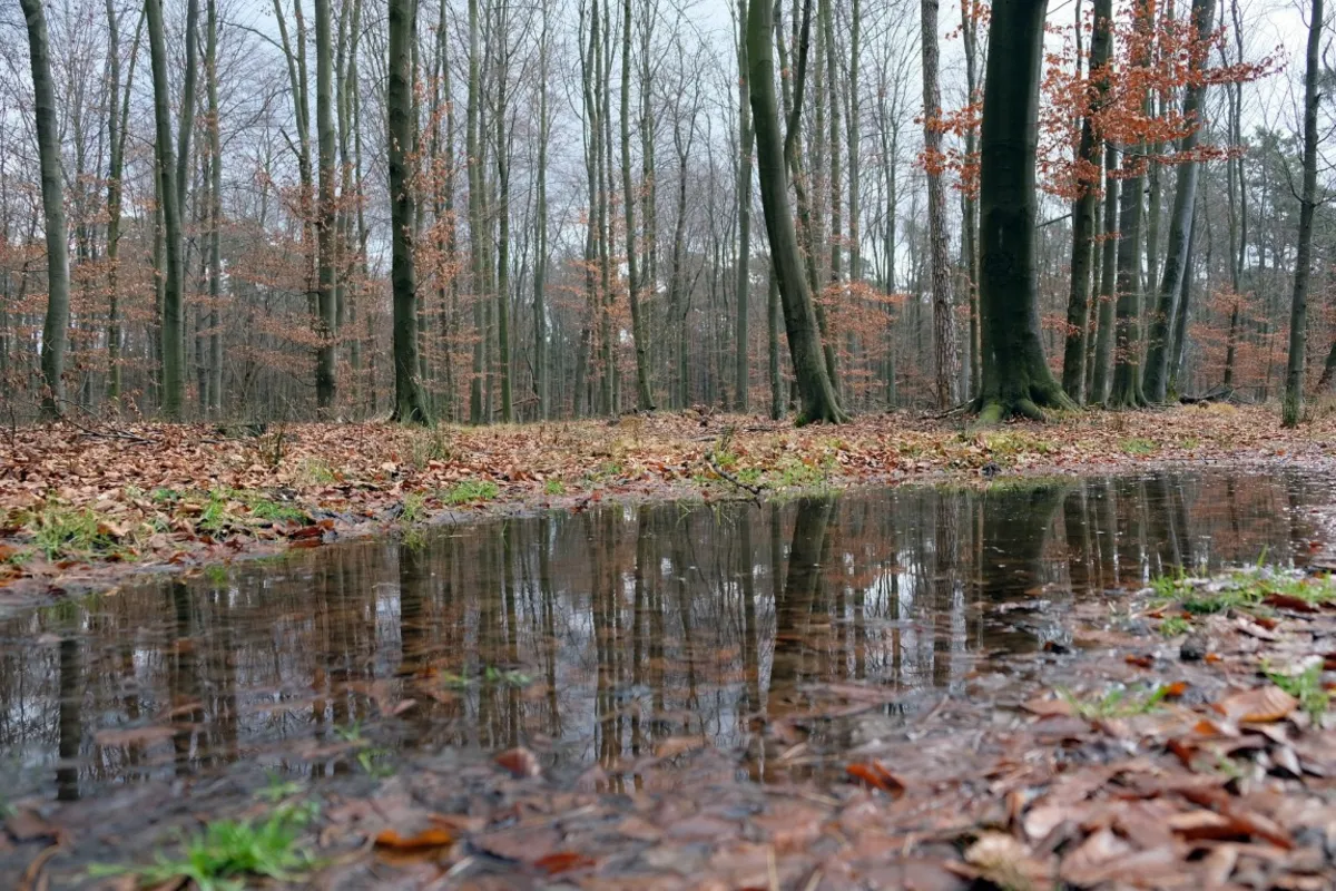 Od soboty zakaz wstępu do Puszczy Niepołomickiej