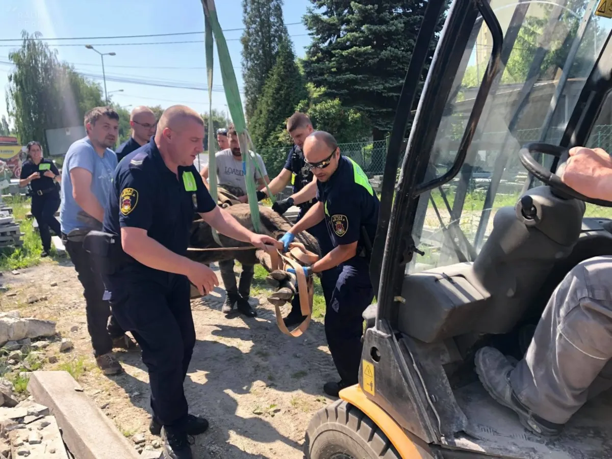 Niezwykły dzień krakowskich strażników miejskich. Rano ratowali łosia, później wiewiórki