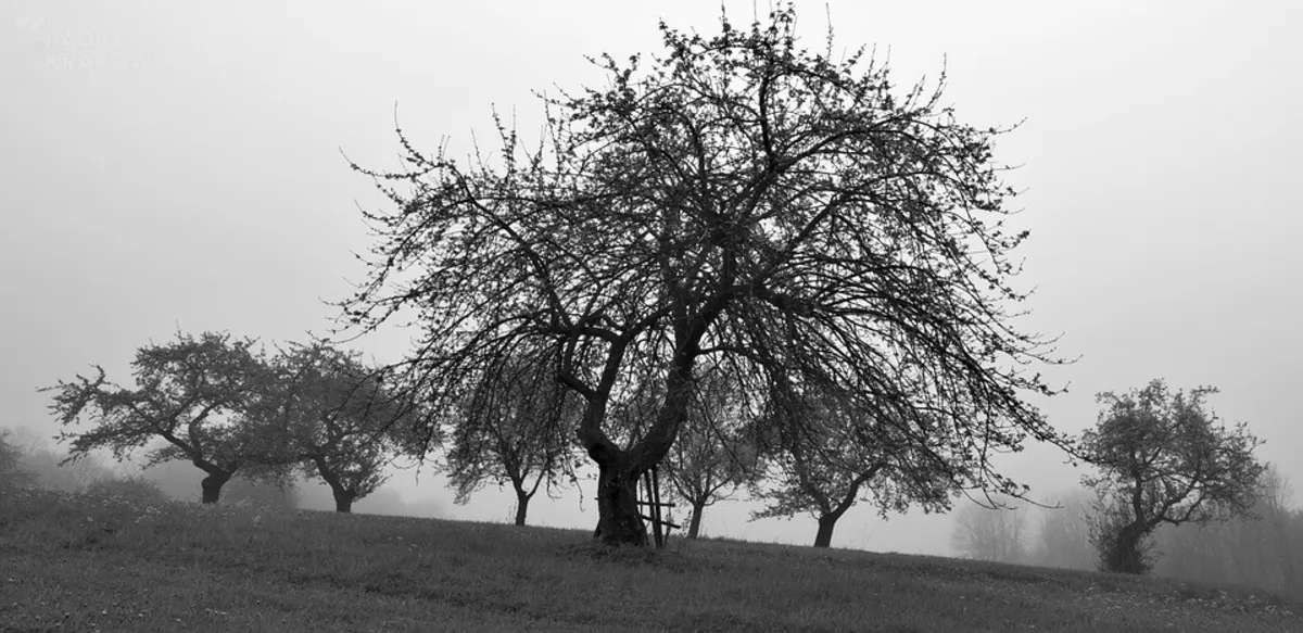 Wolna Grupa Bukowina - „Sad”