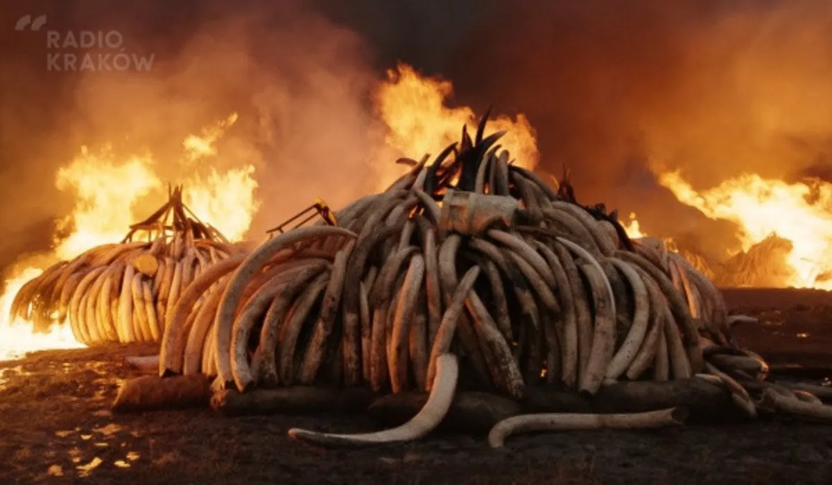 „Antropocen: epoka człowieka” - dlaczego trzeba oglądać takie filmy