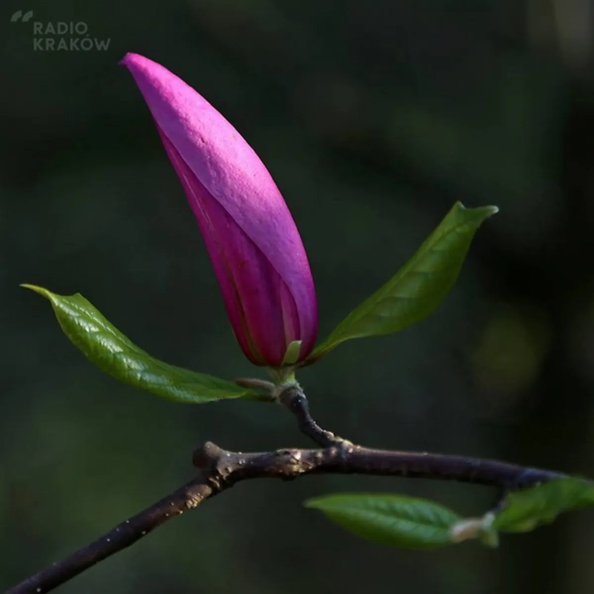 Wielkanoc w cieniu kwitnących magnolii, fot. Wojtek Kaczówka