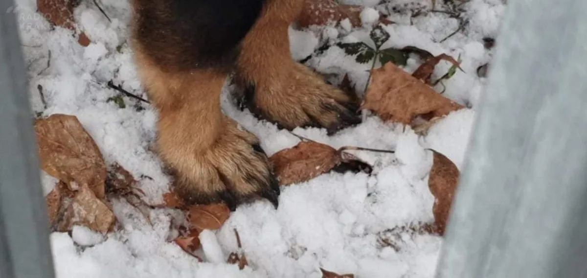 Kolejne interwencje Straży Obrony Praw Zwierząt w powiecie limanowskim